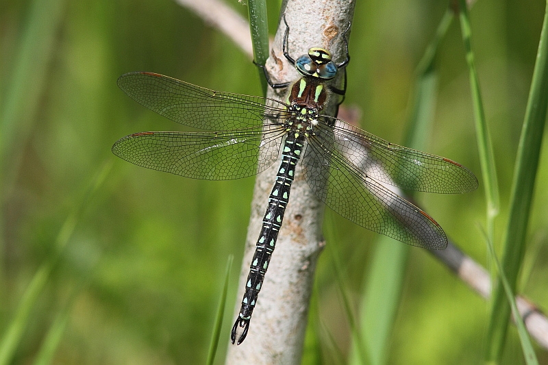 J01_2792 Brachytron pratense.JPG